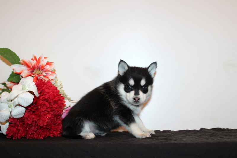 puppy, for, sale, Pomsky, Matthew B. Stoltzfus, dog, breeder, Gap, PA, dog-breeder, puppy-for-sale, forsale, nearby, find, puppyfind, locator, puppylocator, aca